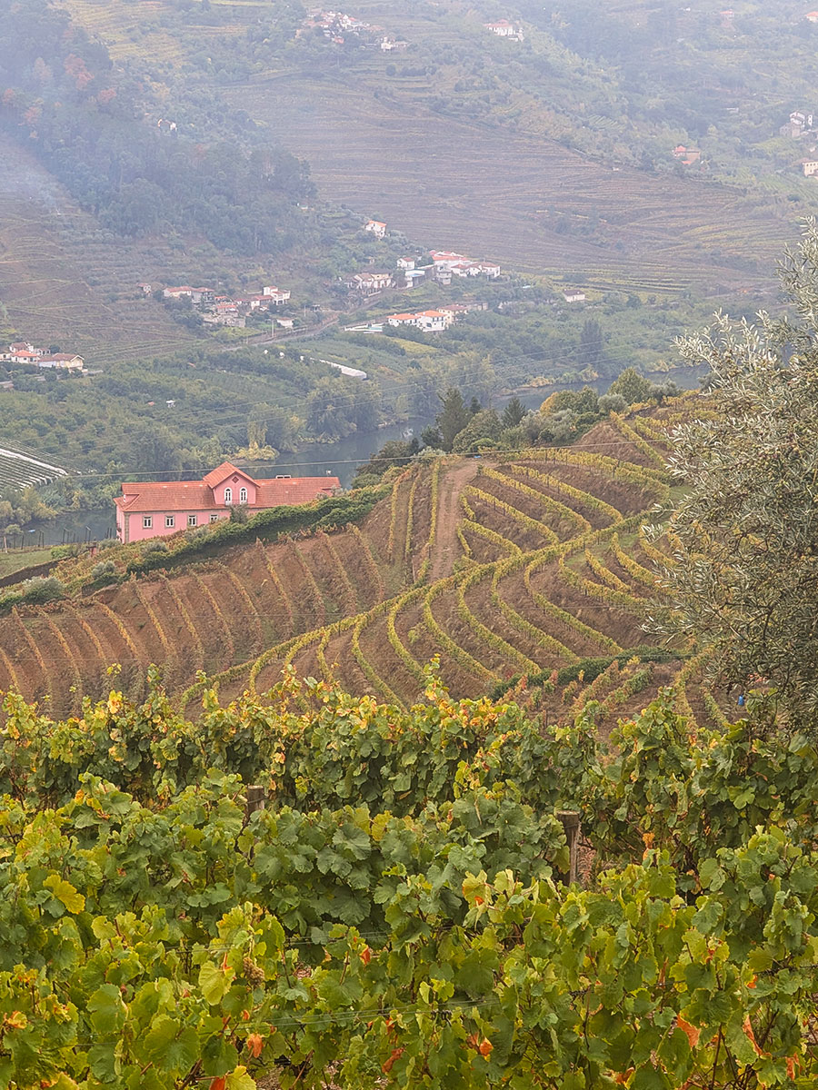 The beautiful fields of Douro