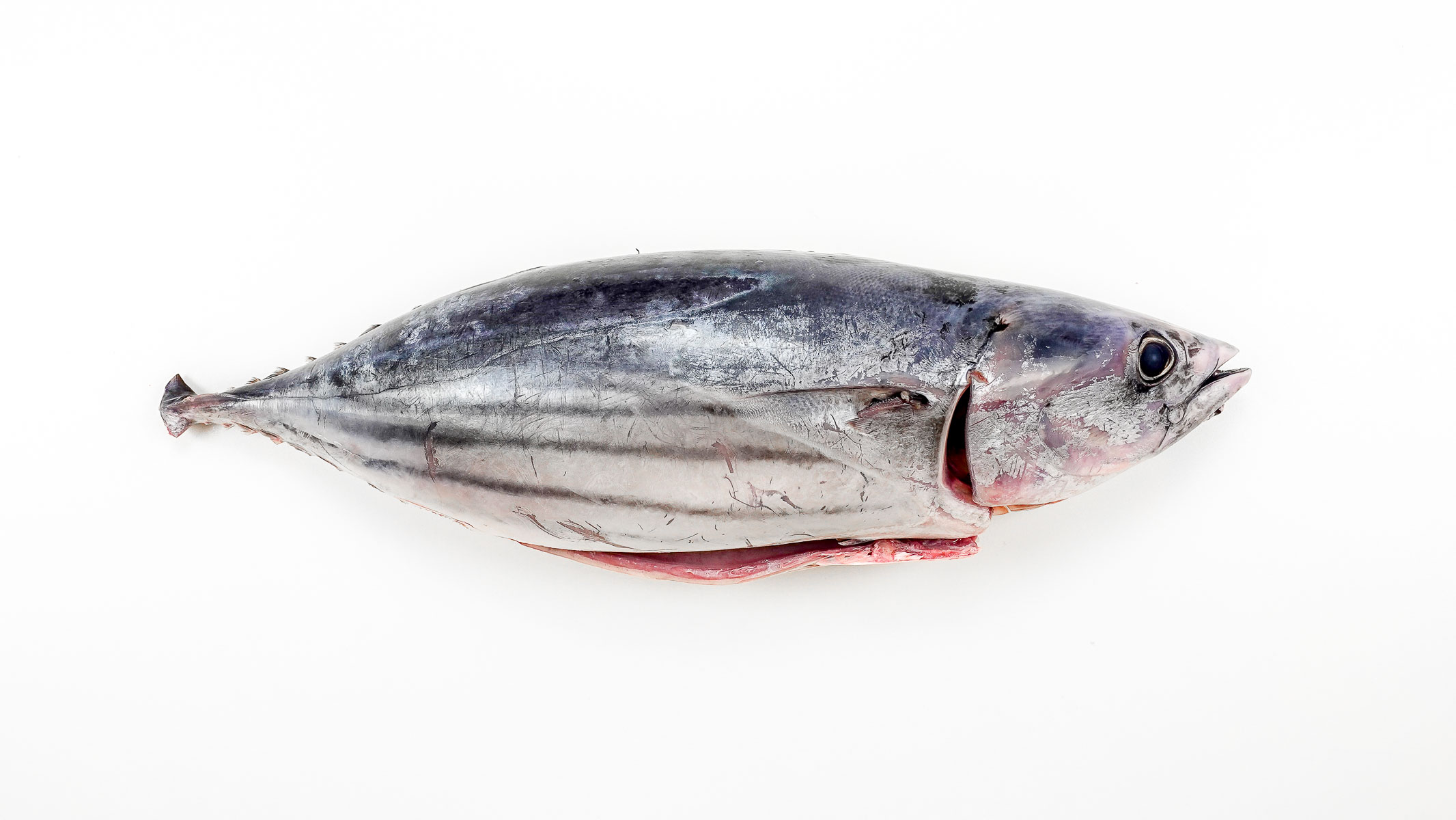 Fresh tuna on a white table.