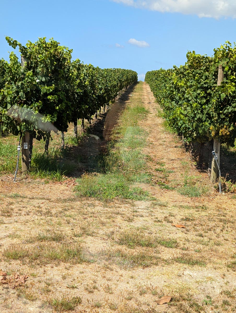 Wine orchards and grapes near the Solar de Vila Meã and Barro Restaurante