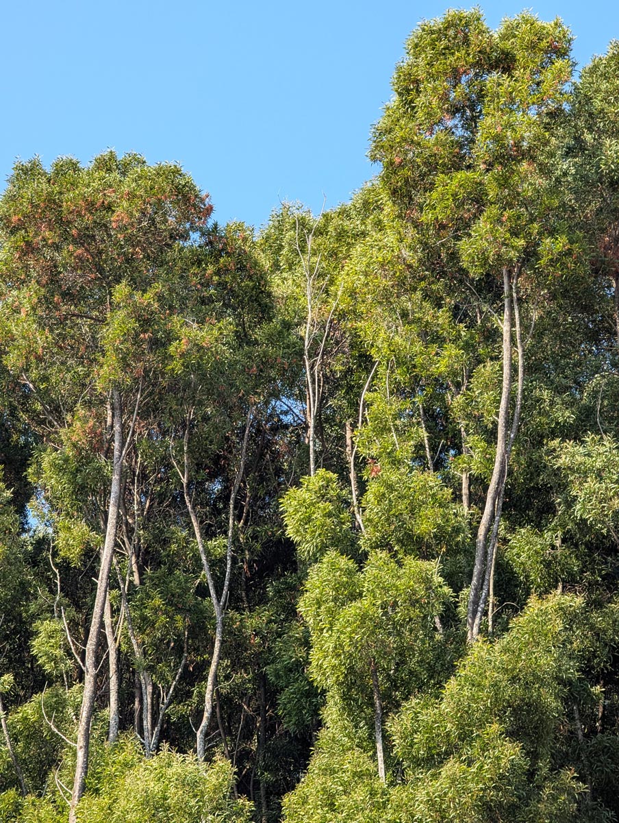 The trees next to the Solar de Vila Meã and Barro Restaurante