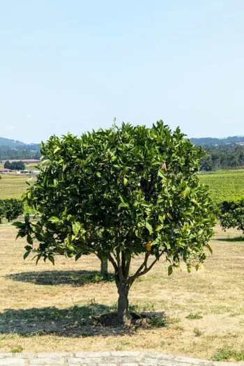 Small citrus tree with green leaves and some fruit in a sunny orchard.