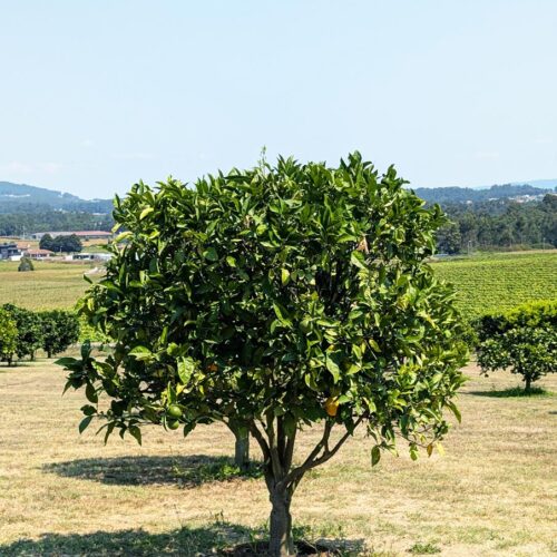 Solar de Vila Meã and Barro Restaurante