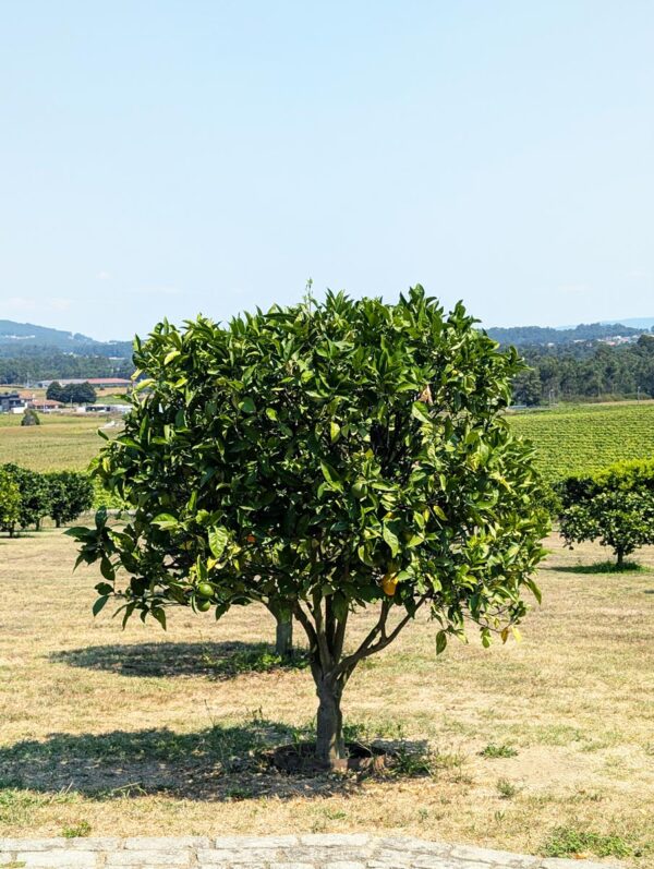 Solar de Vila Meã and Barro Restaurante