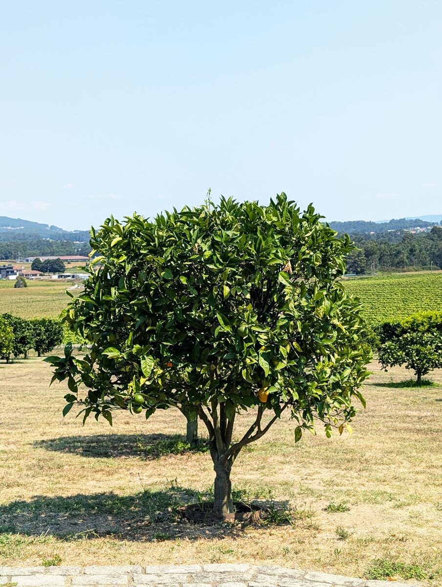 Small citrus tree with green leaves and some fruit in a sunny orchard.